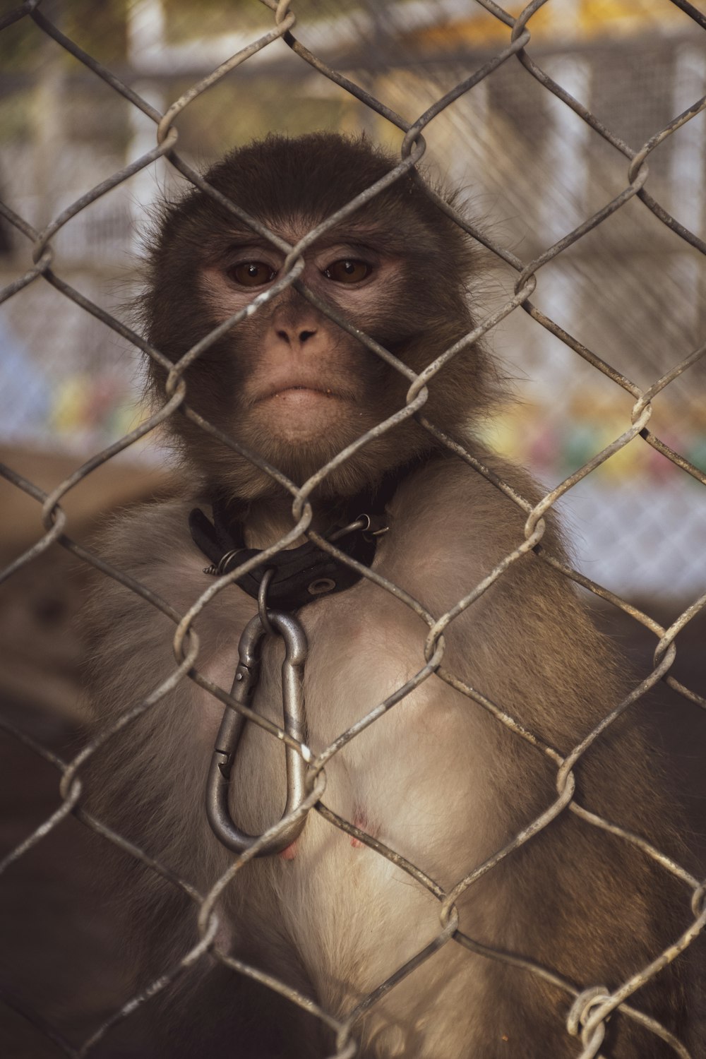 A monkey with a chain around its neck photo – Free Animal Image on Unsplash