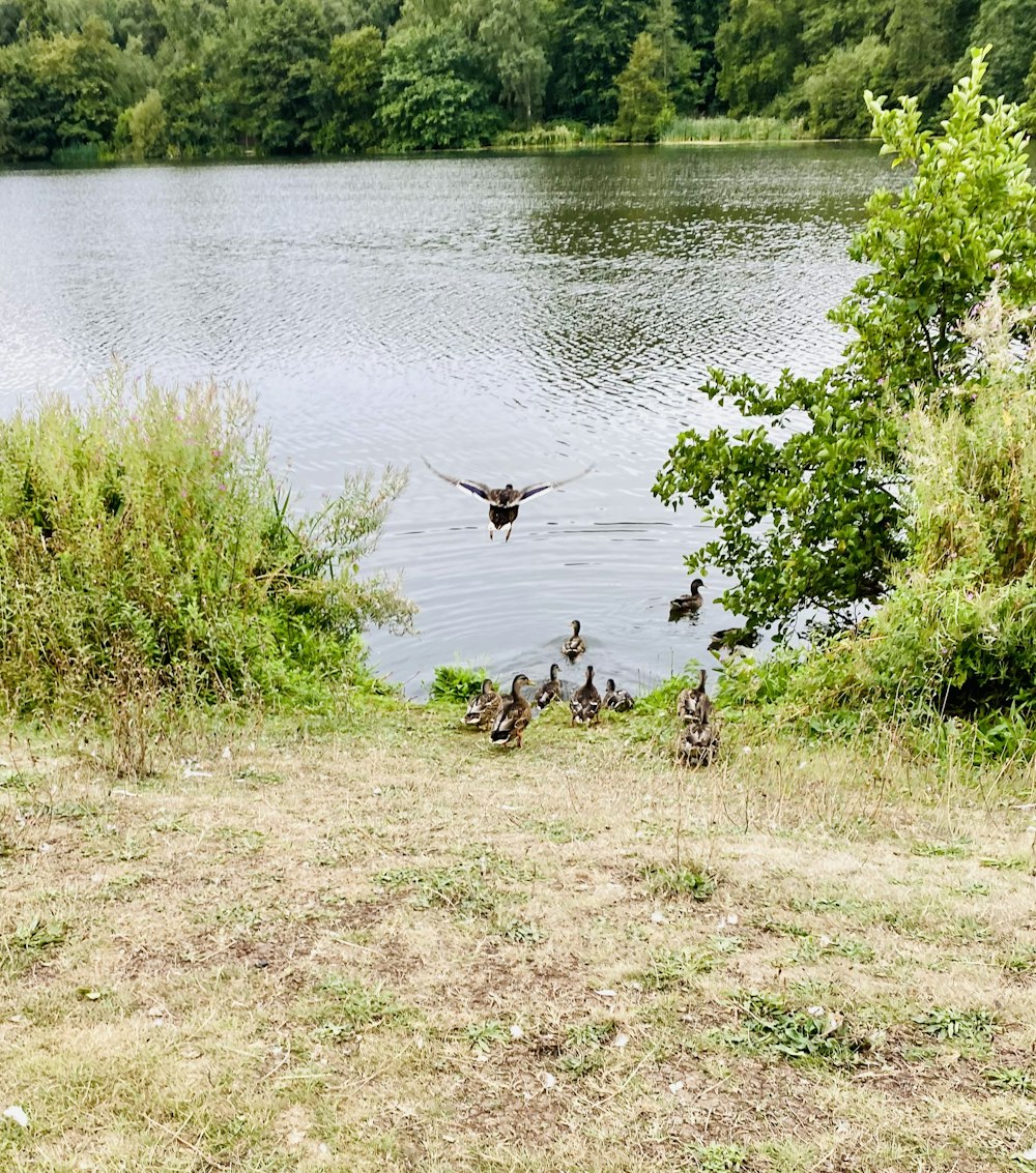 a group of ducks in a lake