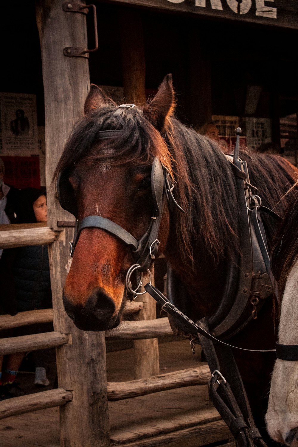 a couple of horses stand near each other