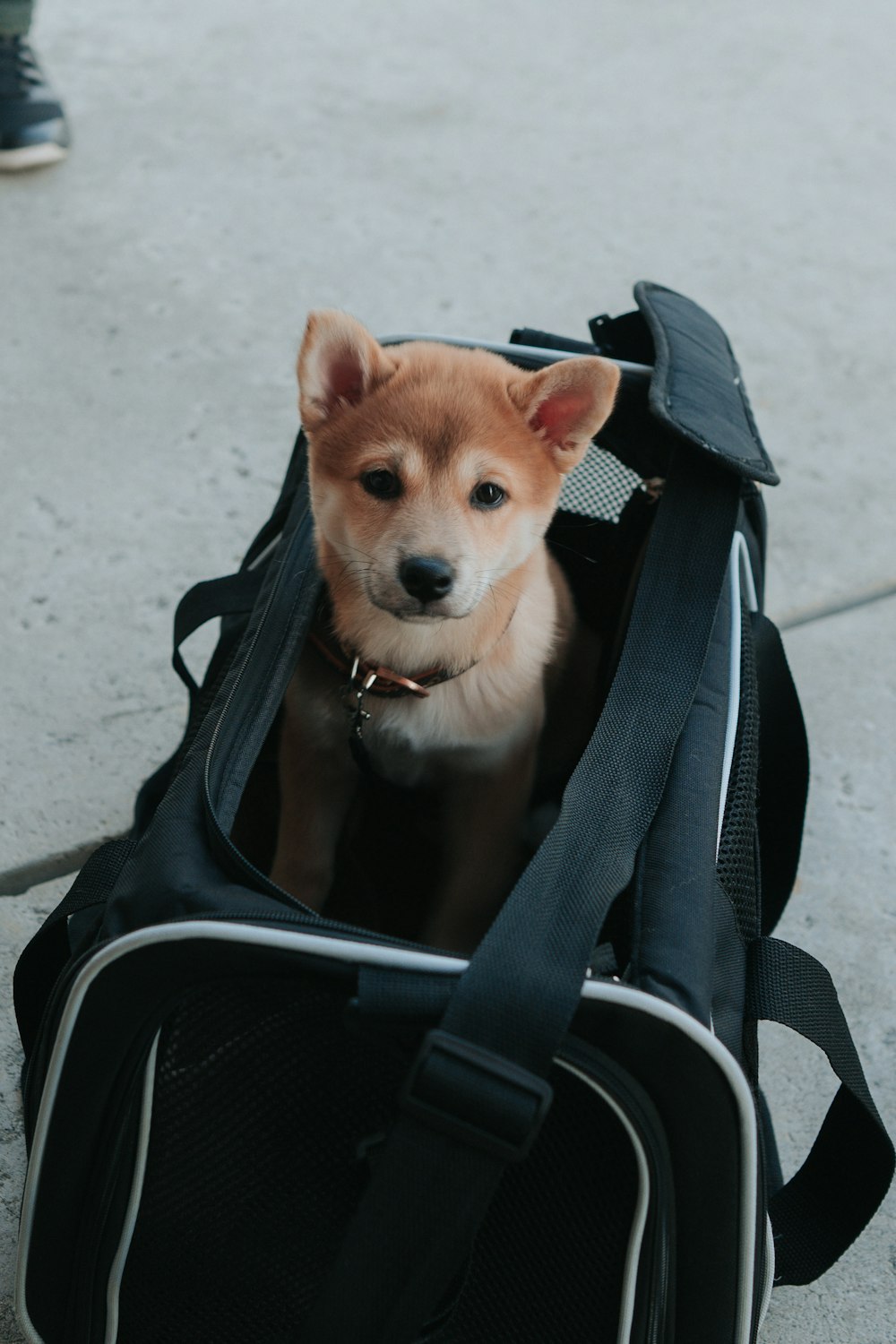 a dog in a stroller