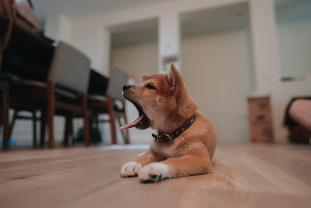 a dog with its tongue out