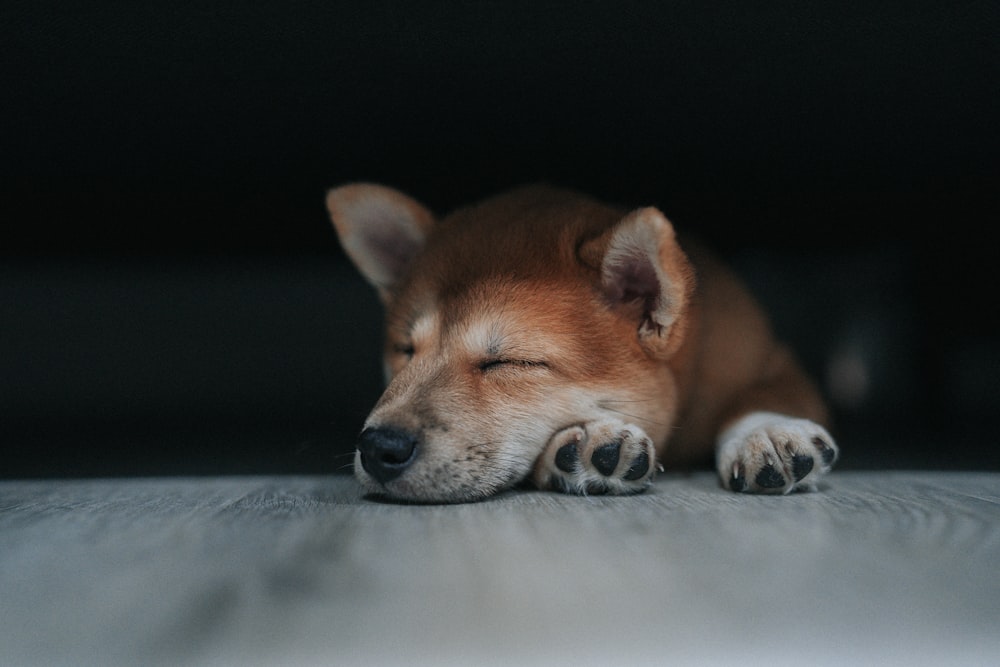 a dog lying on a bed