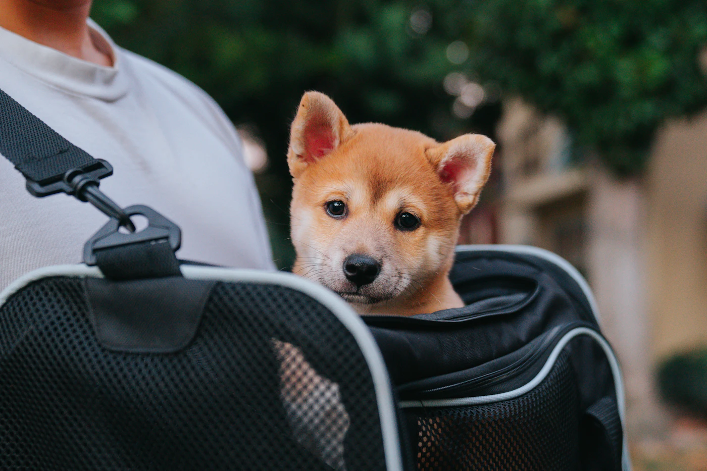 A small dog resting calmly inside a soft-sided travel carrier bag