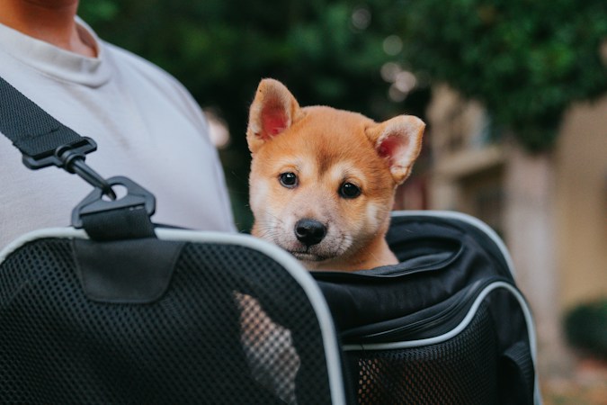 Shiba Inu puppy looking out of the top of a black mesh soft-sided carrier worn on a person's shoulder strap