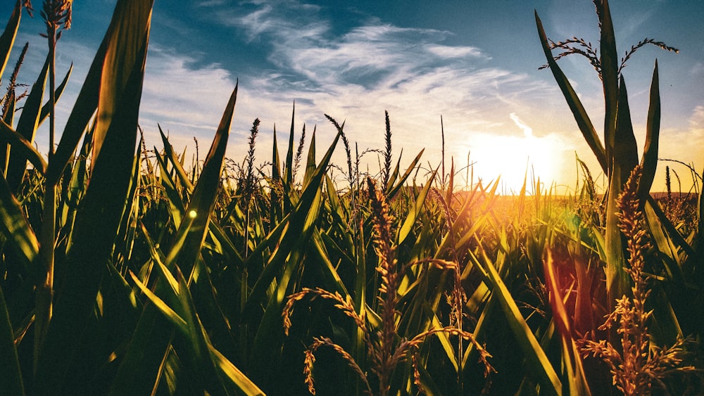 a field of corn with the sun in the background