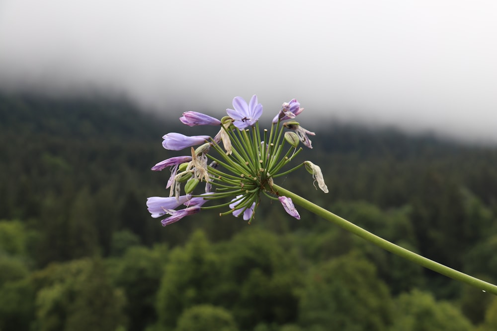 a close-up of a flower