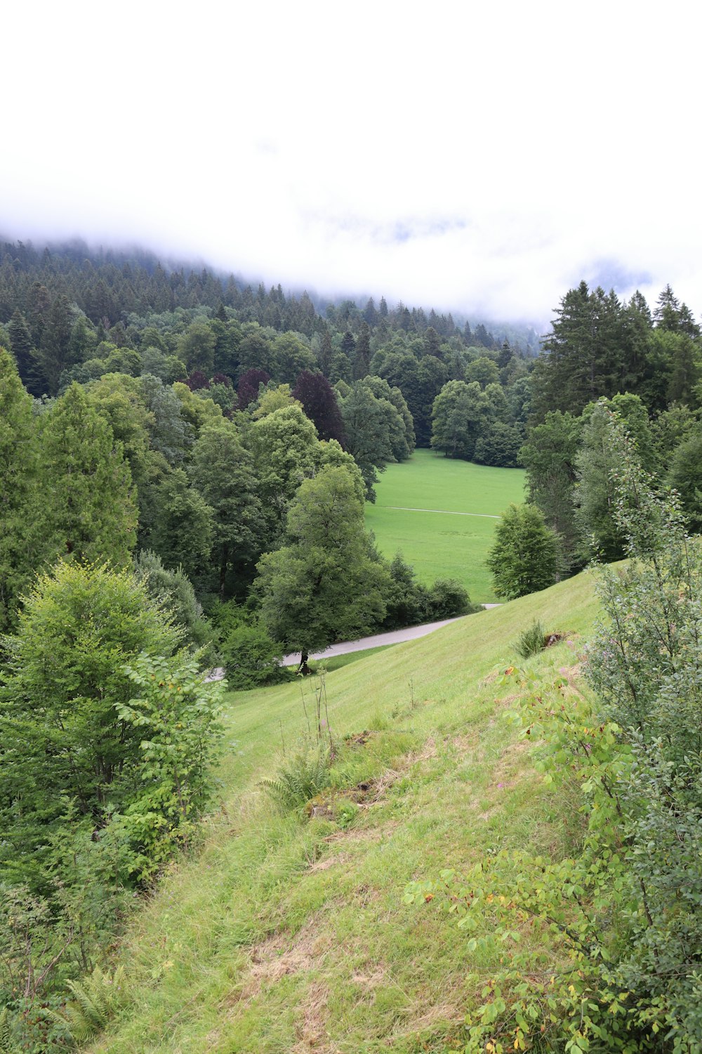 a landscape with trees and grass