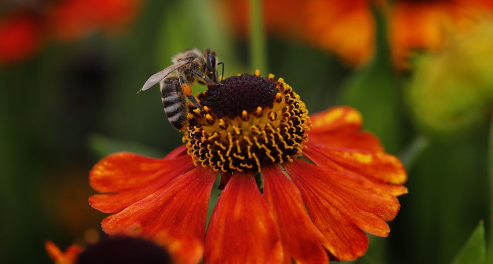 a bee on a flower