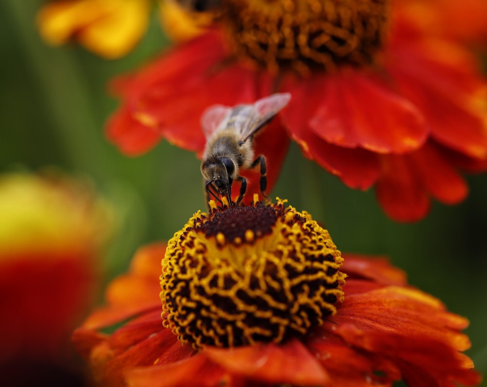 a bee on a flower