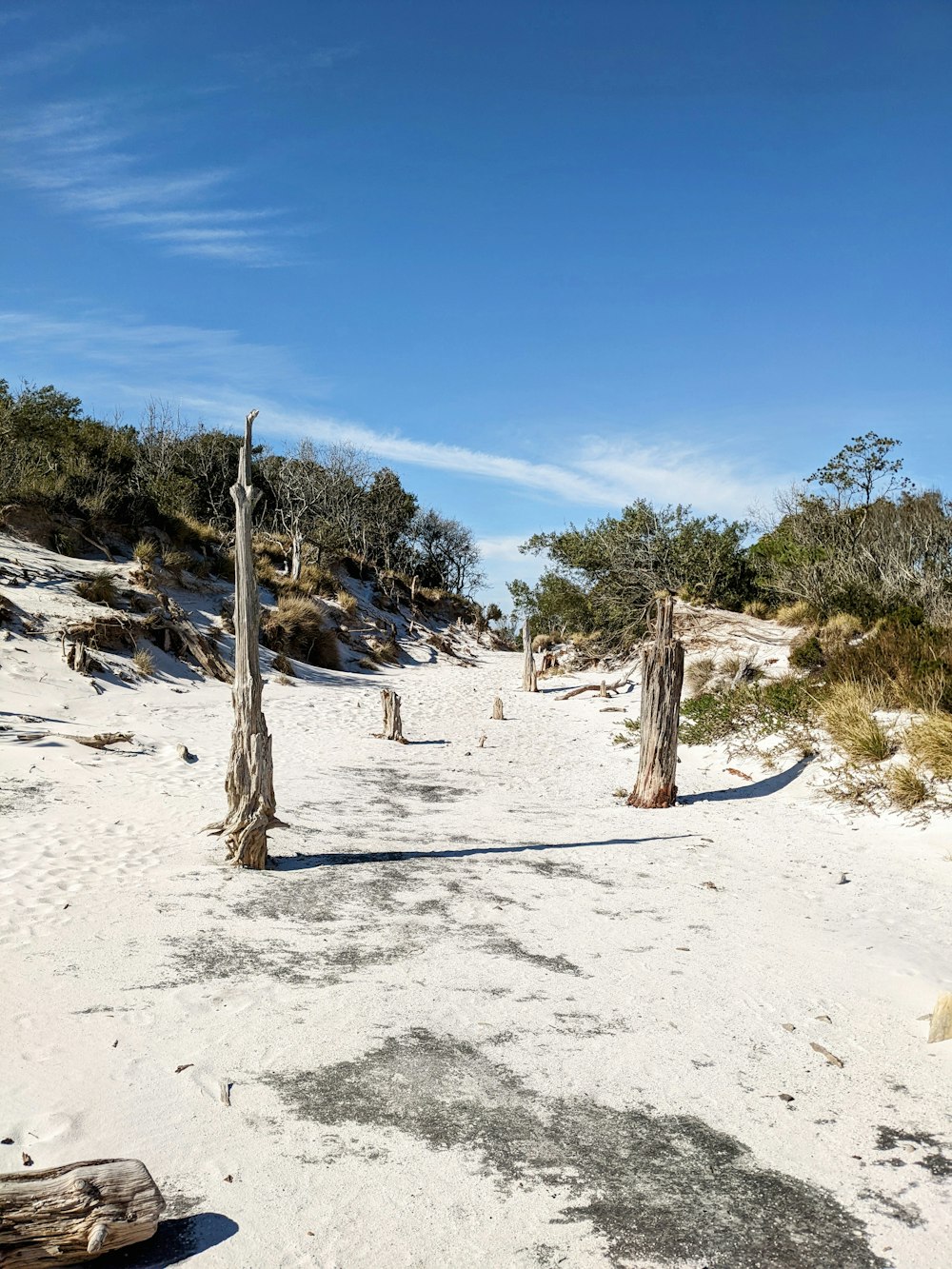 a sandy beach with trees and blue sky