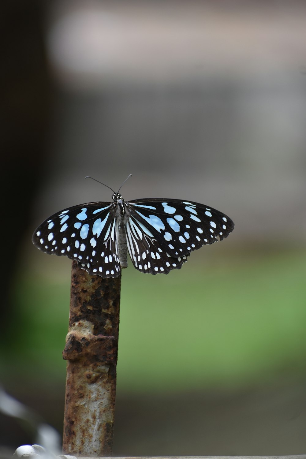 a butterfly on a tree stump