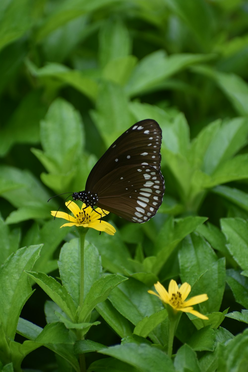 una mariposa en una flor