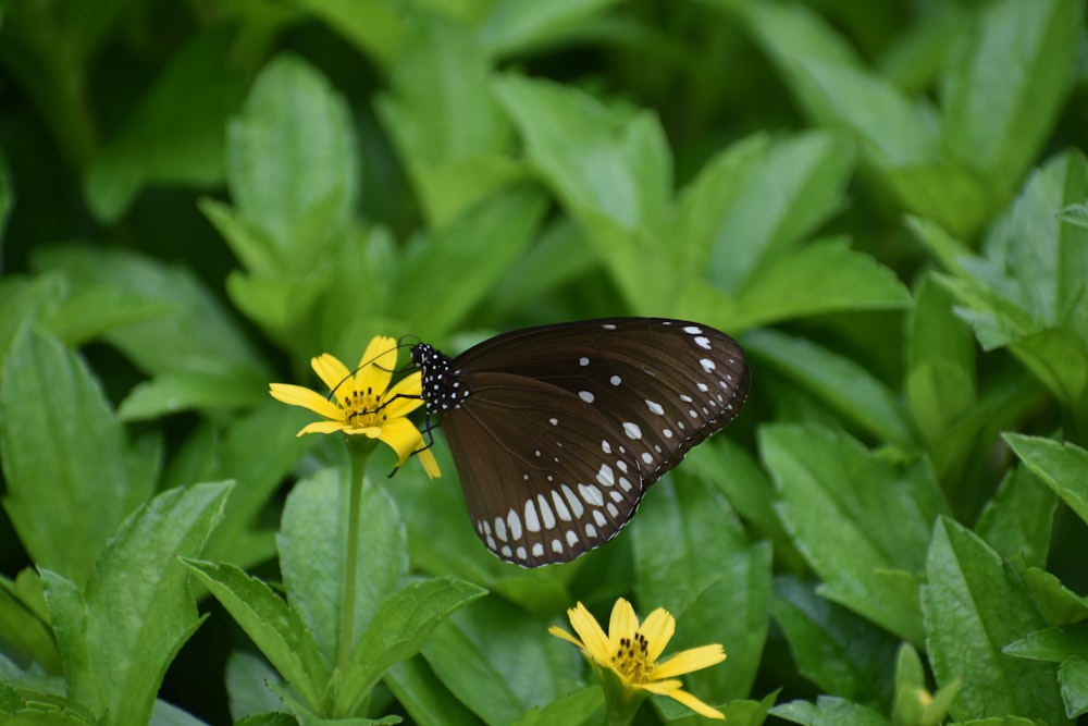 una mariposa en una flor