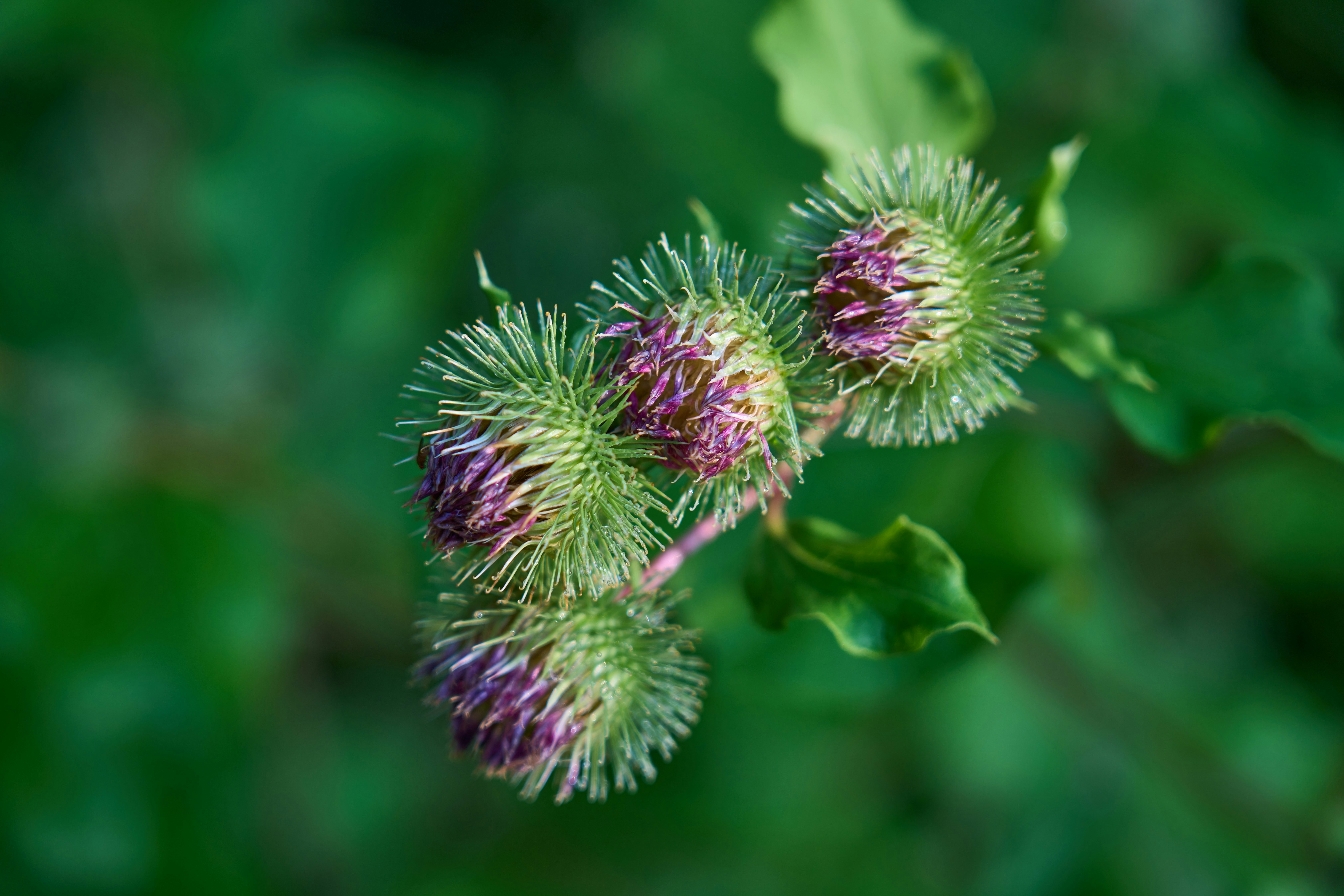 Photo by wolfgang_hasselmann