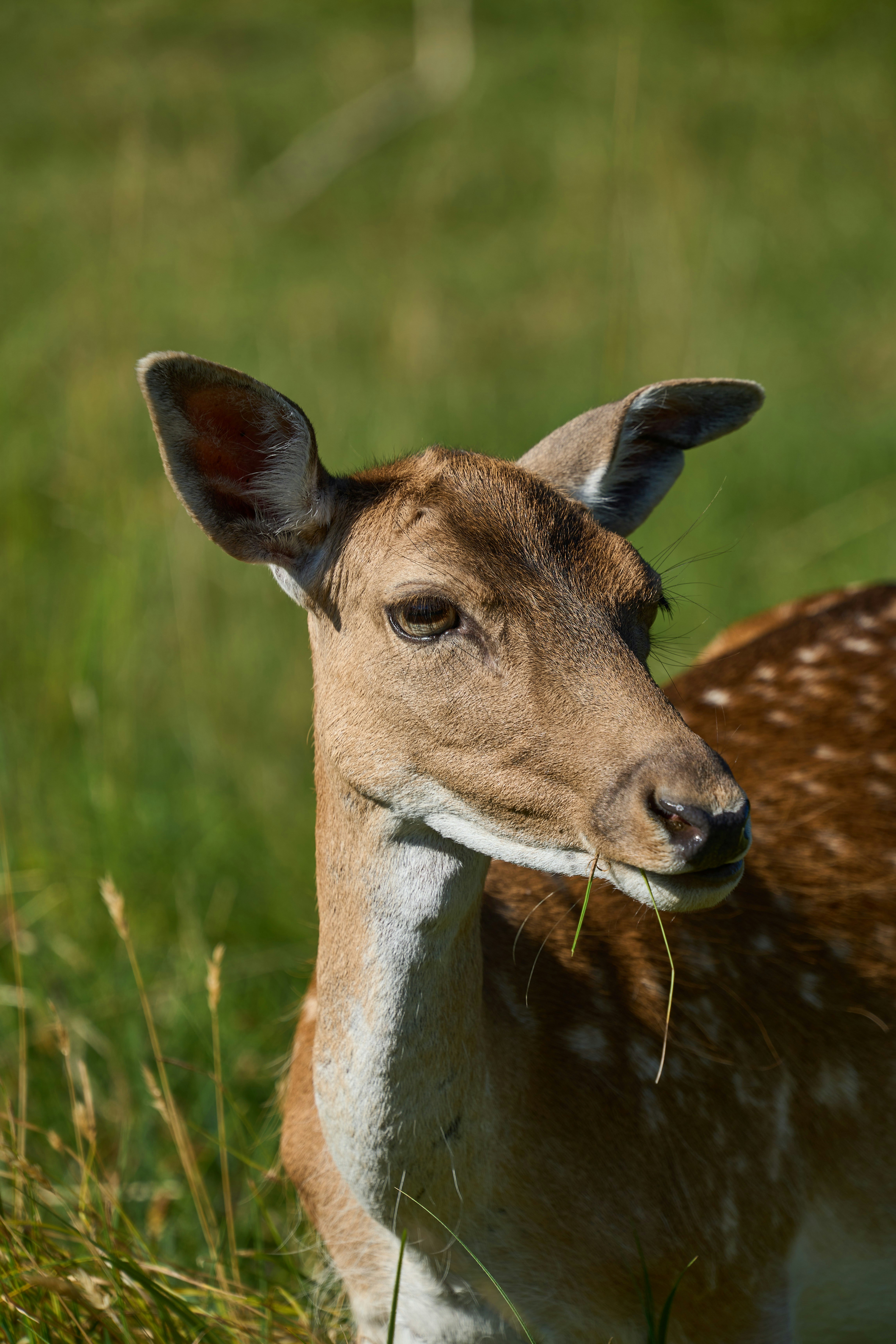 Photo by wolfgang_hasselmann