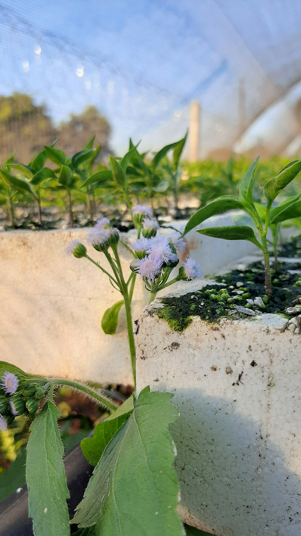 a plant growing in a pot