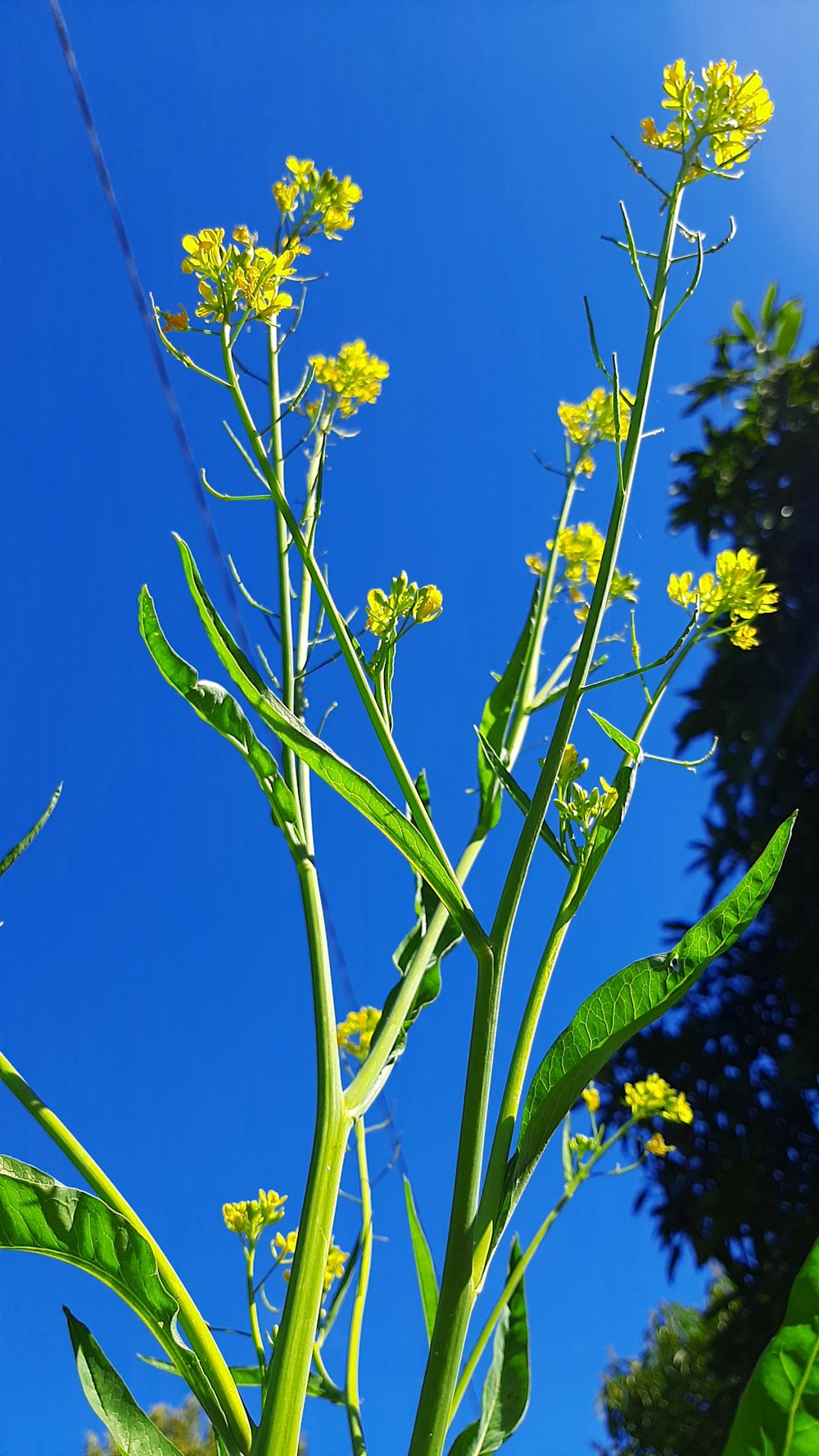 a close-up of a plant