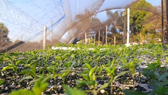 a greenhouse with plants growing