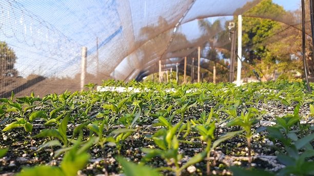 a greenhouse with plants growing
