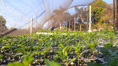 a greenhouse with plants growing