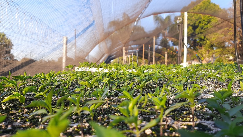 a greenhouse with plants growing