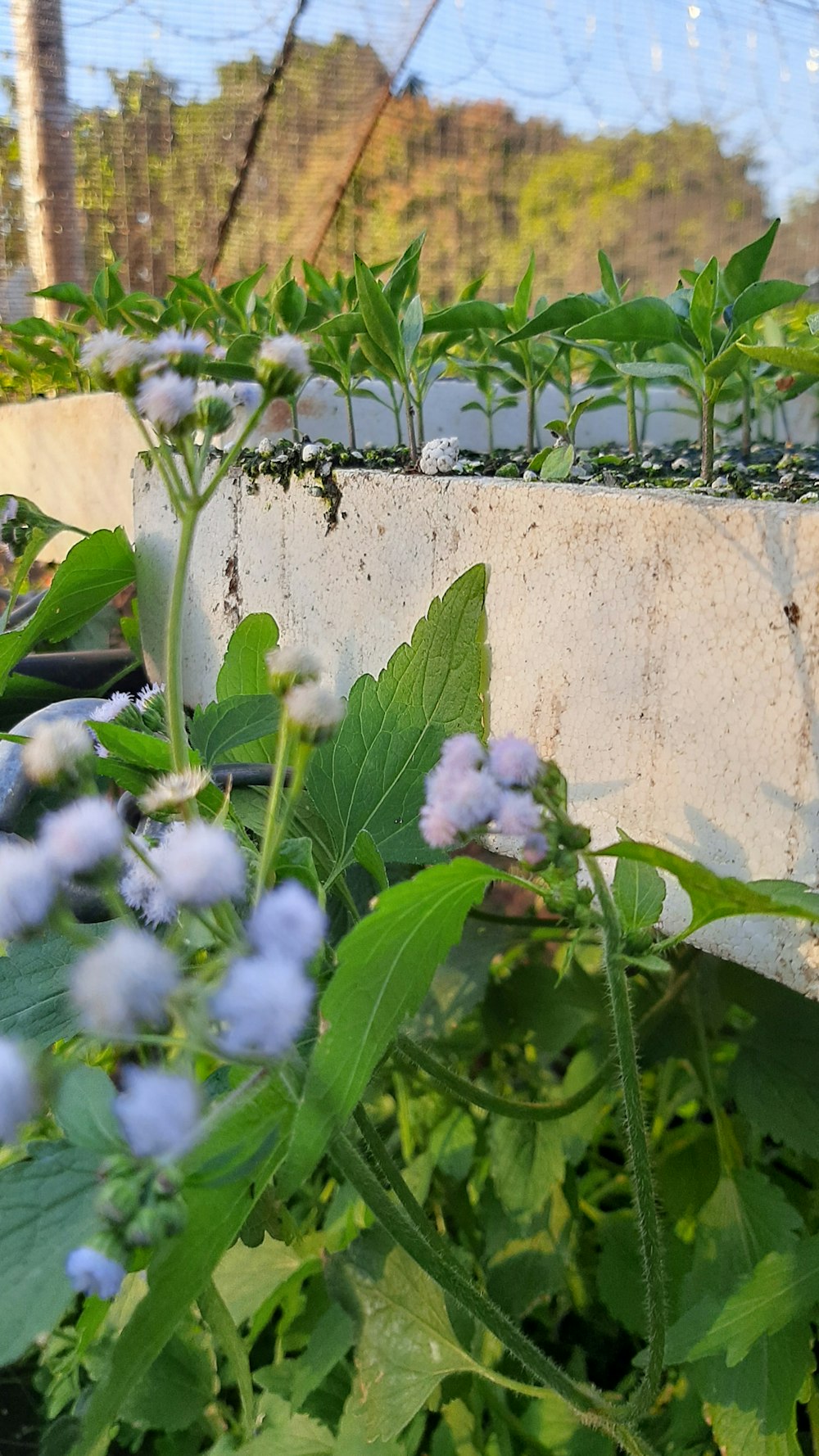 a group of flowers