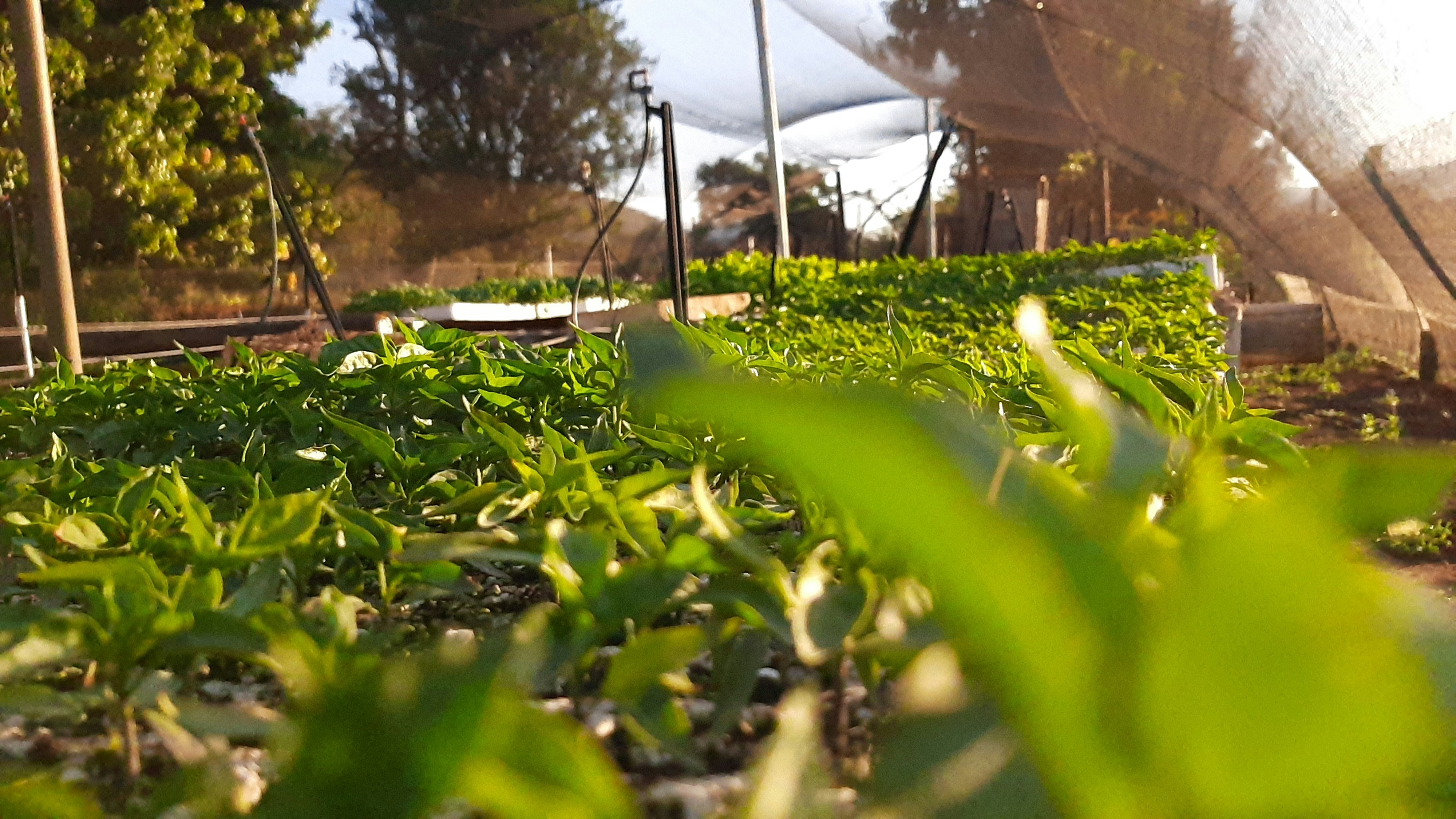 Family farm exploration