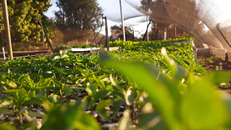 a close-up of some plants
