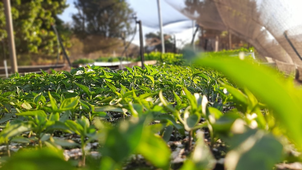 un gros plan de quelques plantes