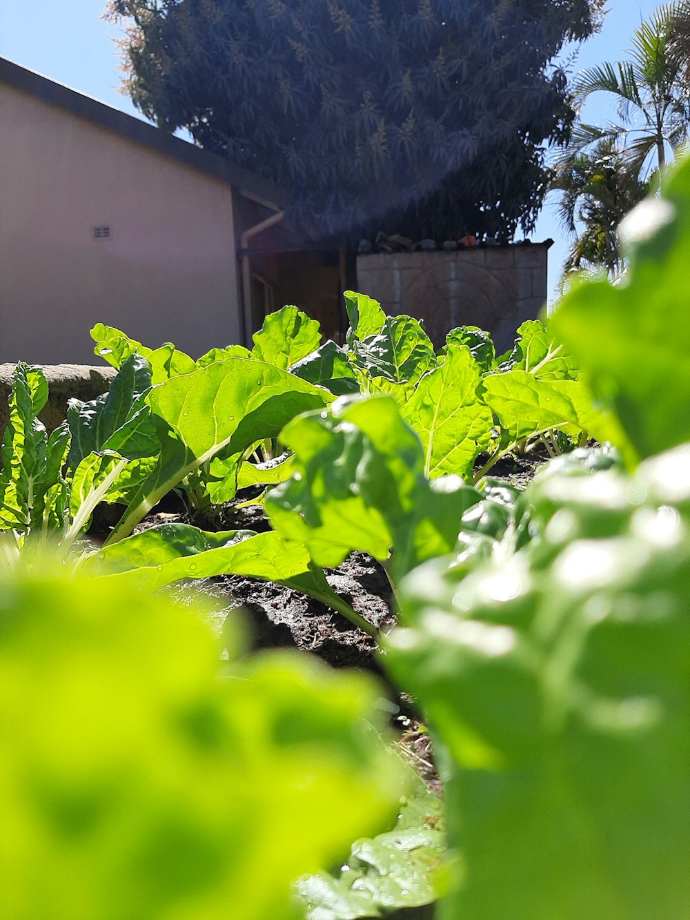 a close up of a plant