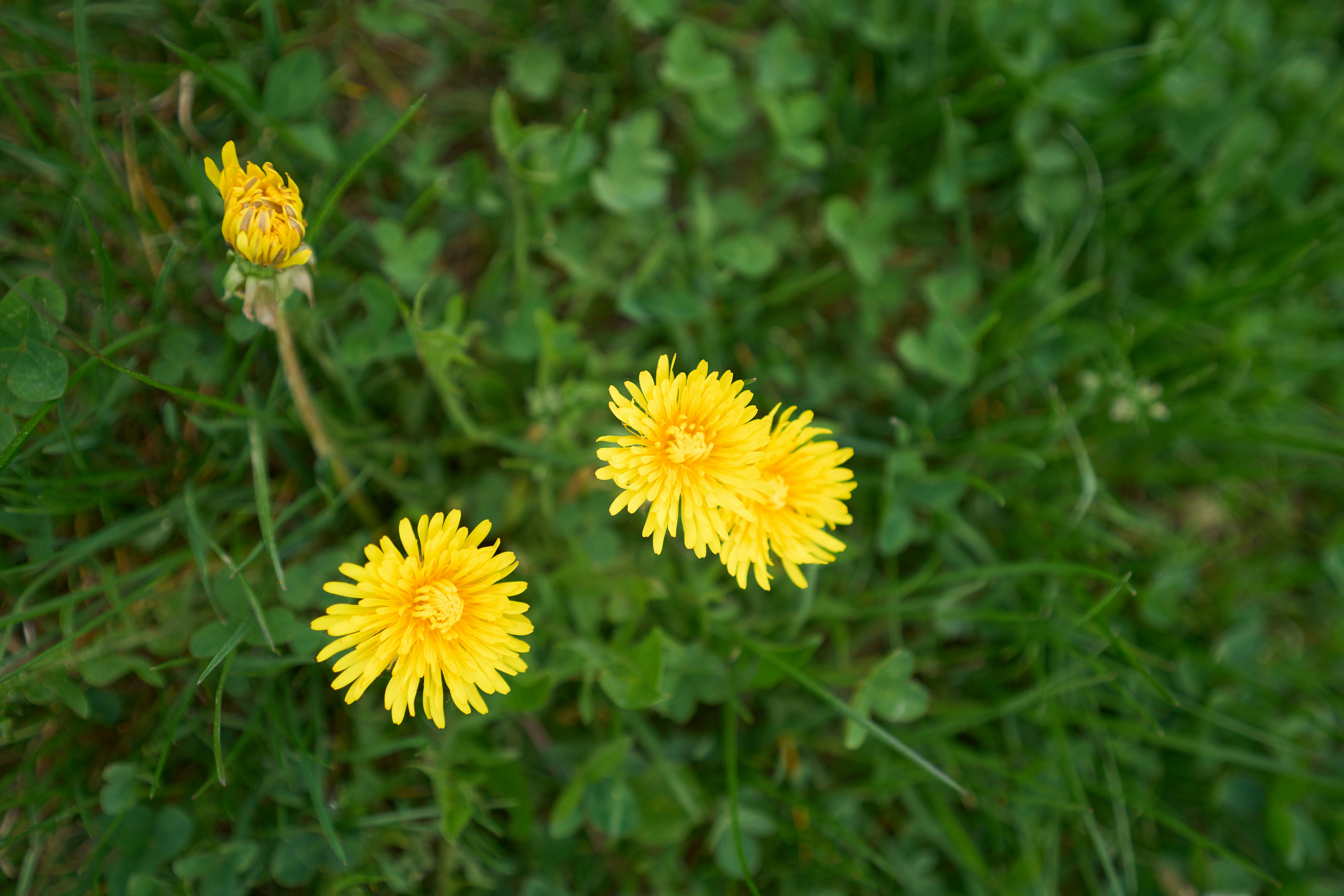 Photo by wolfgang_hasselmann