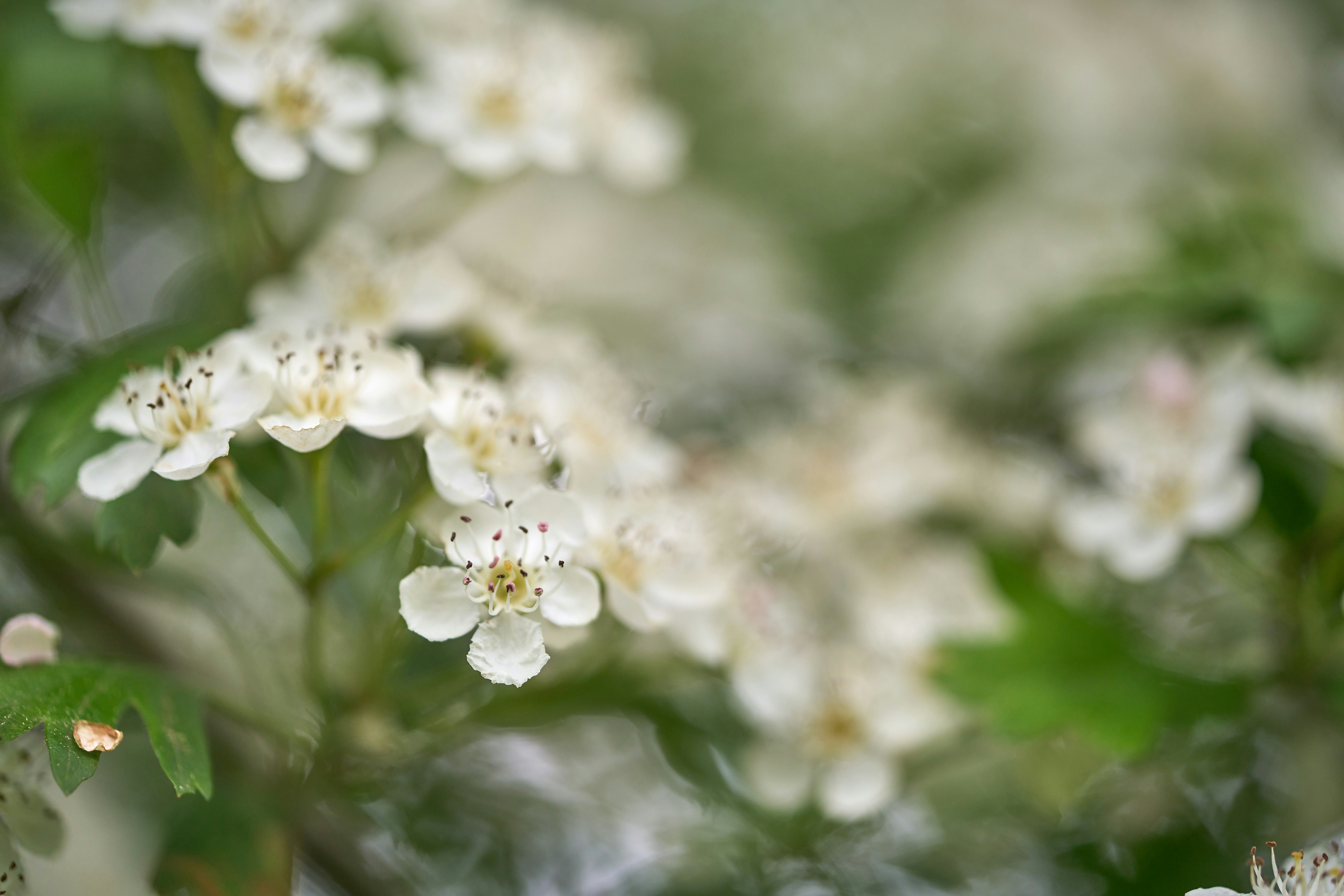 Photo by wolfgang_hasselmann