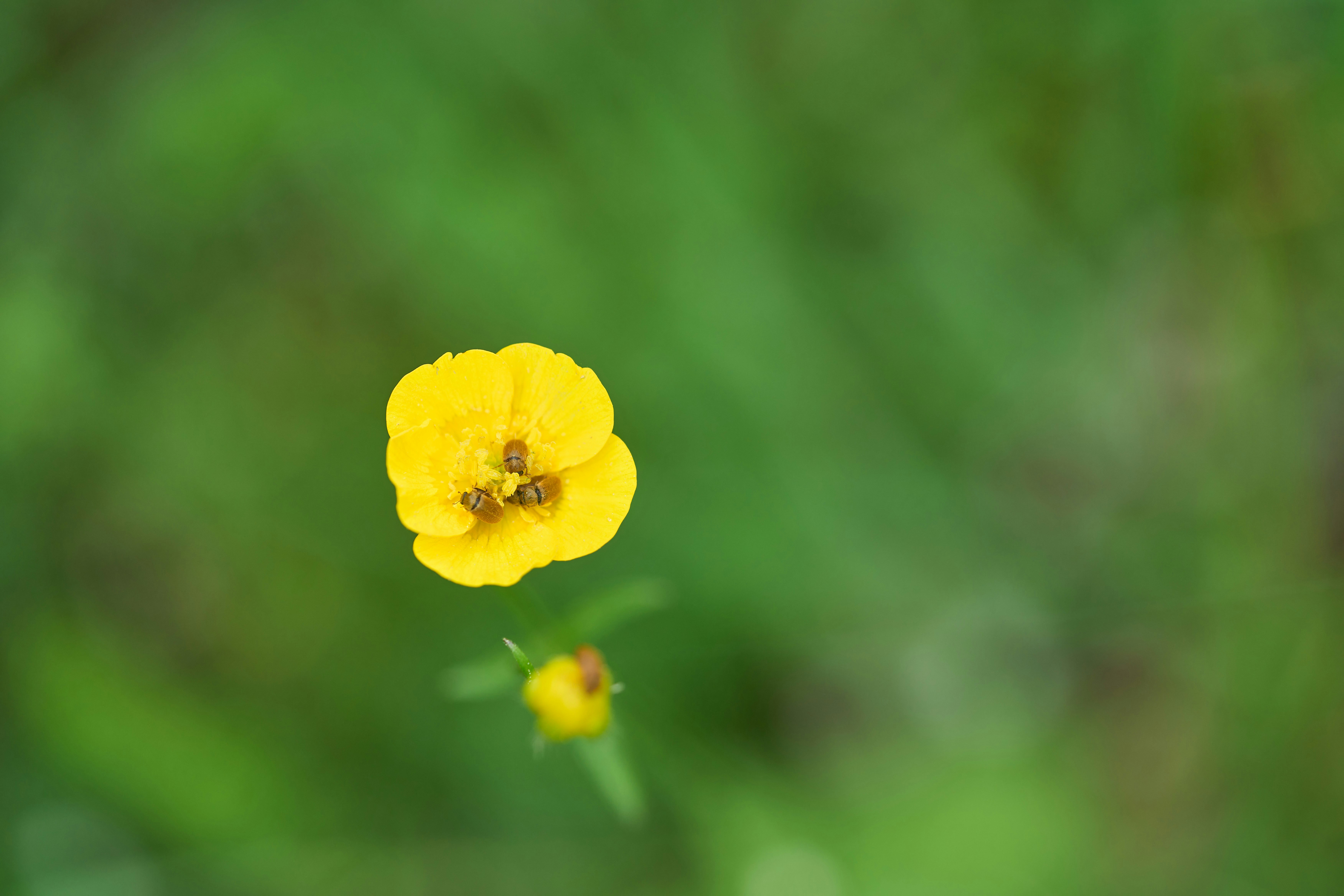 Photo by wolfgang_hasselmann