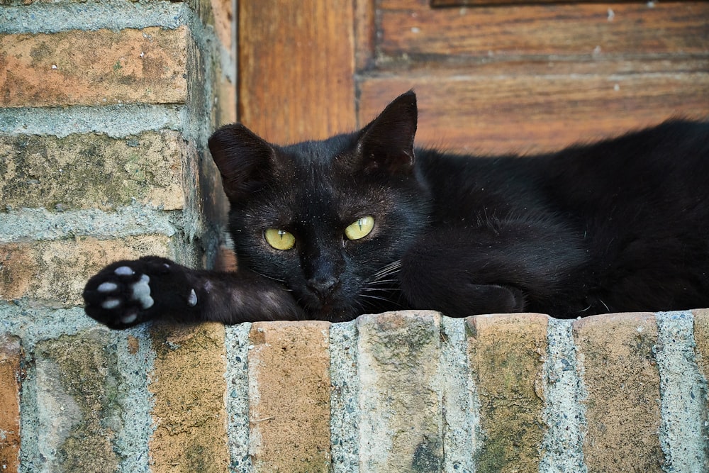 Un chat noir allongé sur un mur de pierre