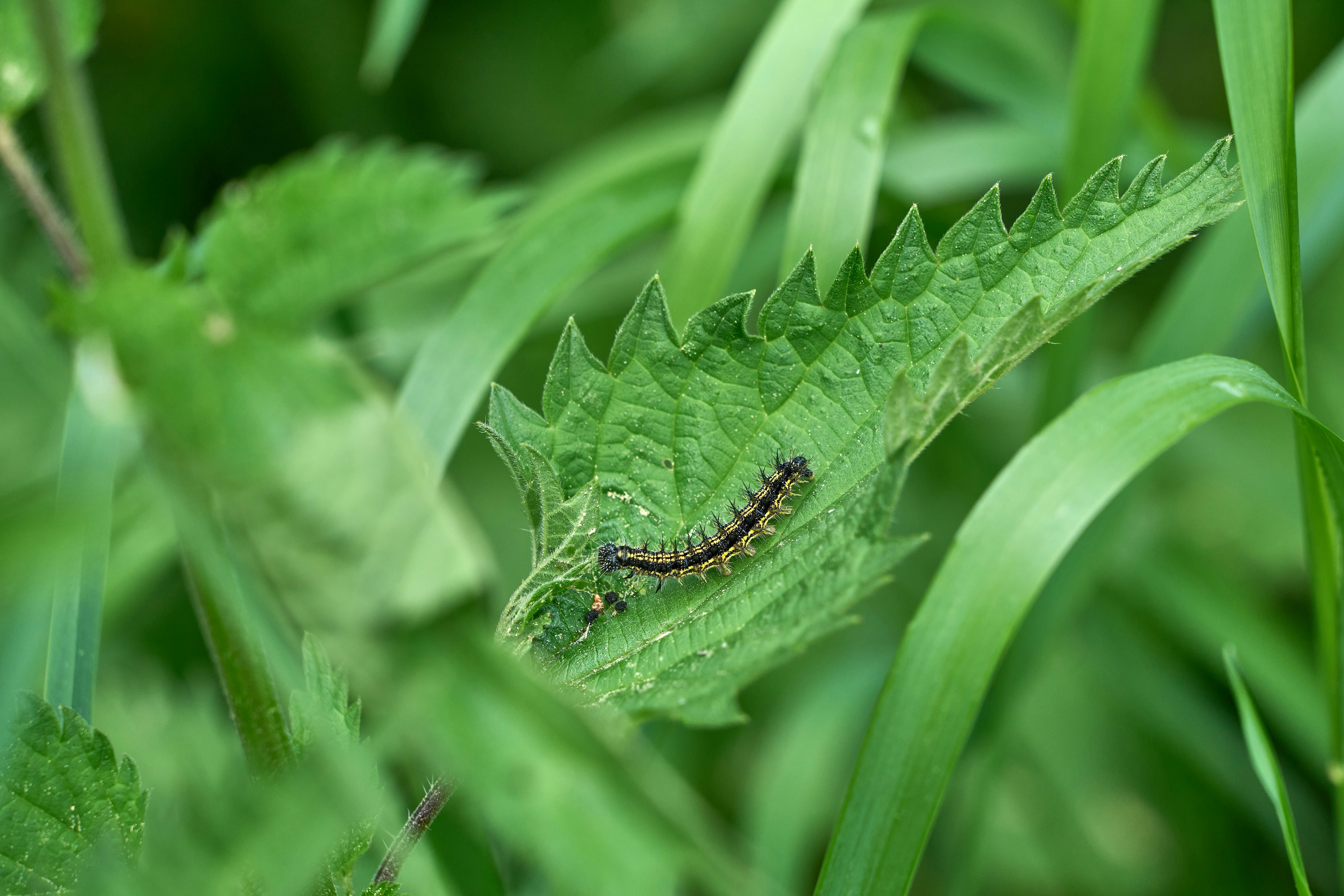 Photo by wolfgang_hasselmann