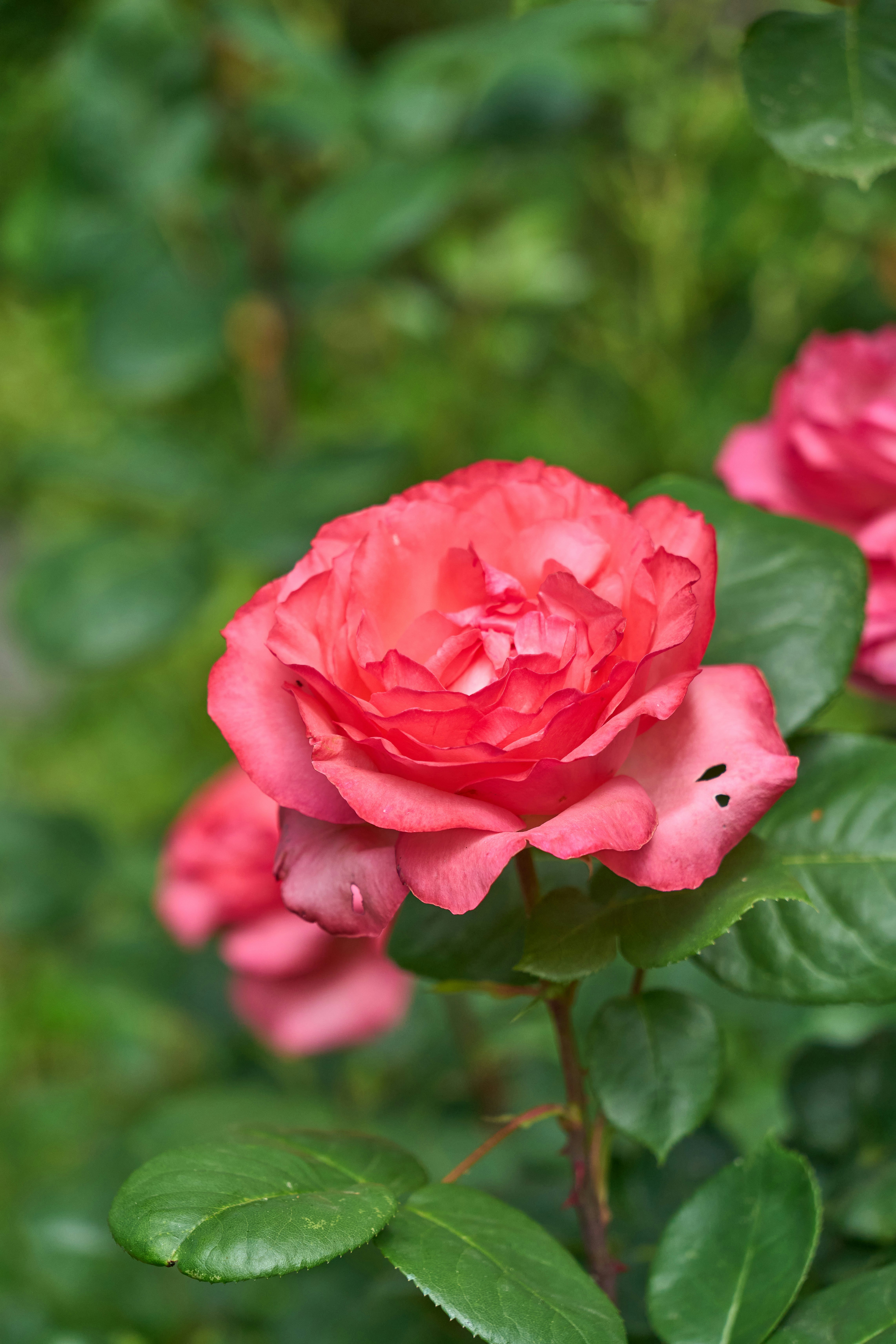 Photo by wolfgang_hasselmann