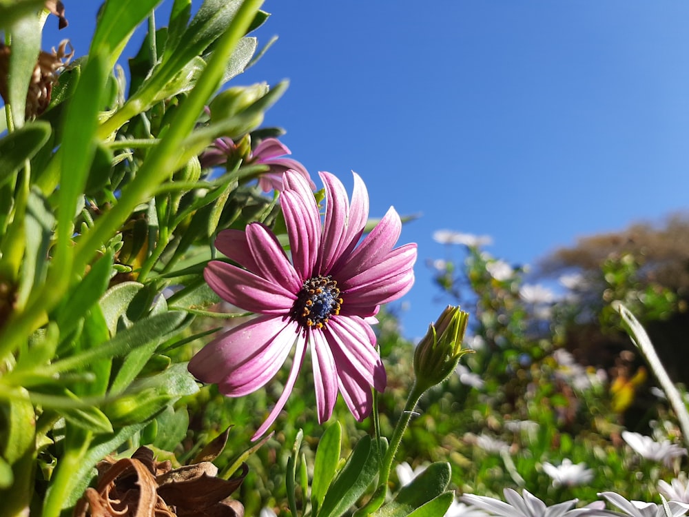 a bee on a flower