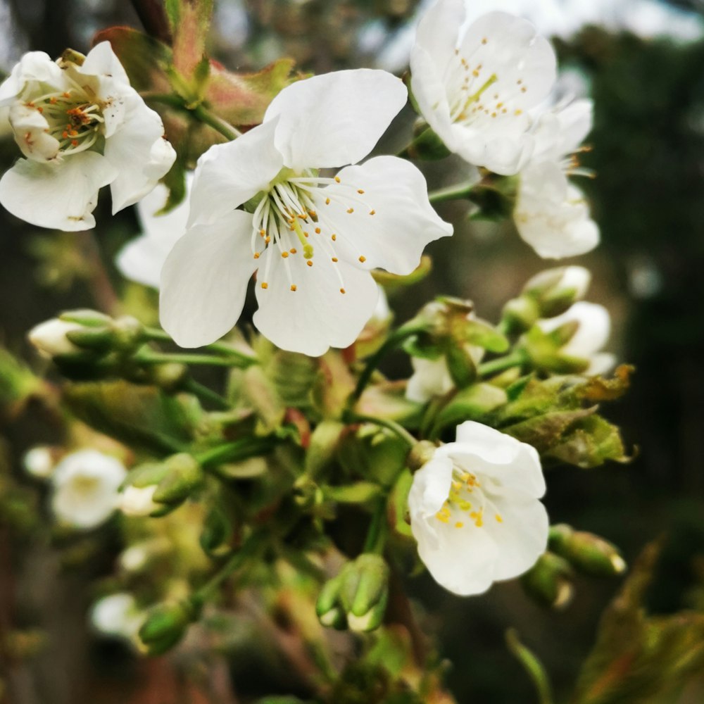 a close up of white flowers