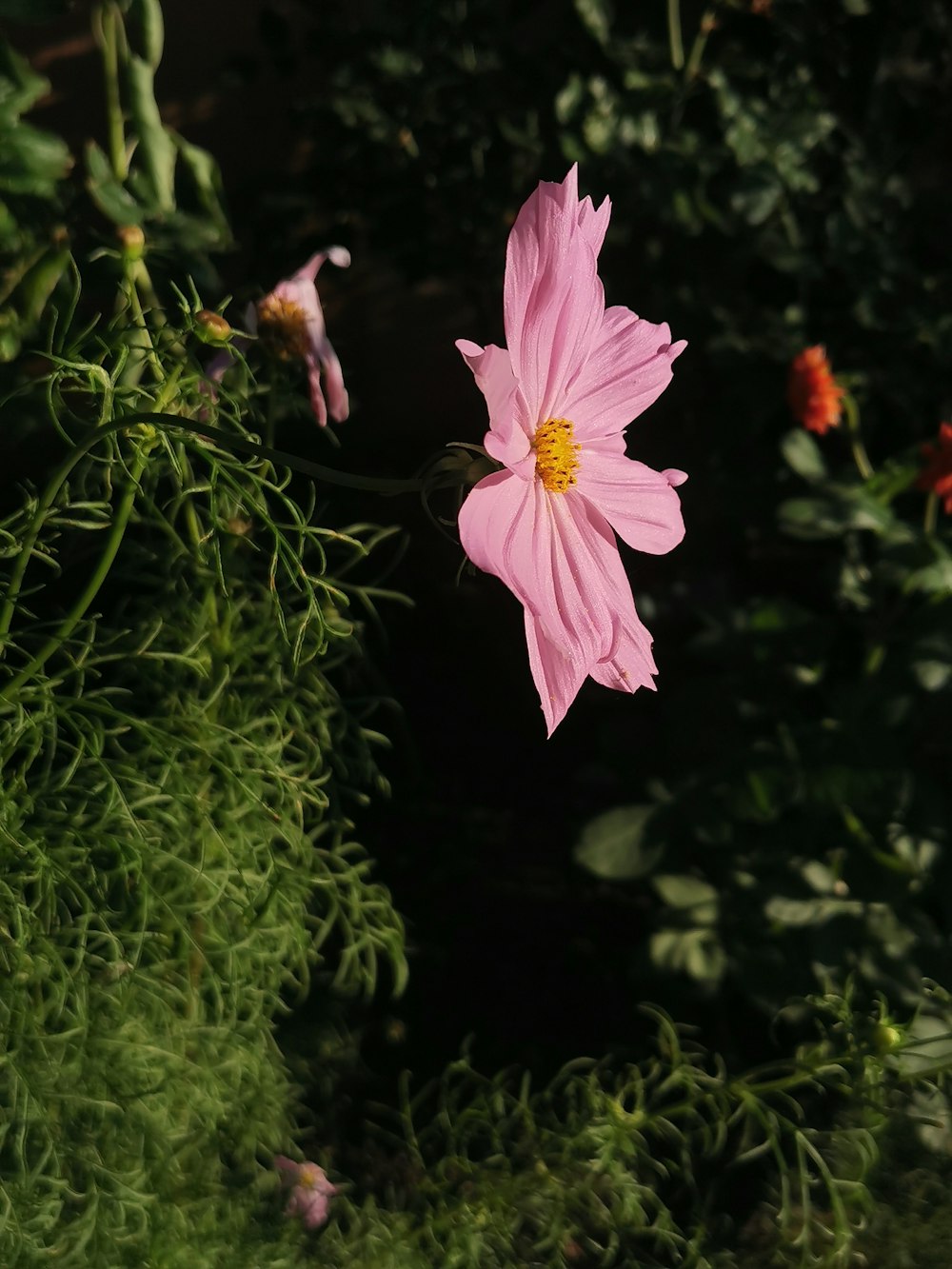 a pink flower with yellow center