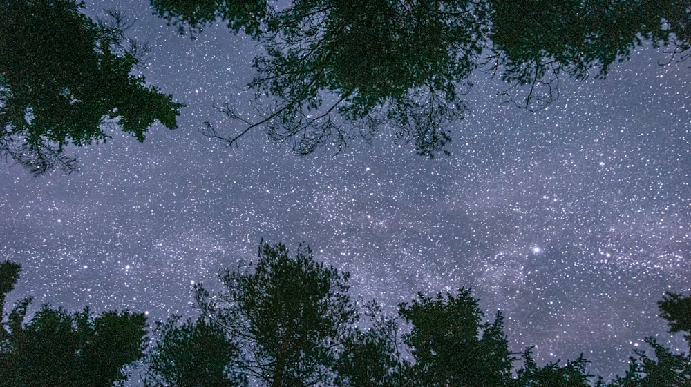 a group of trees and a body of water