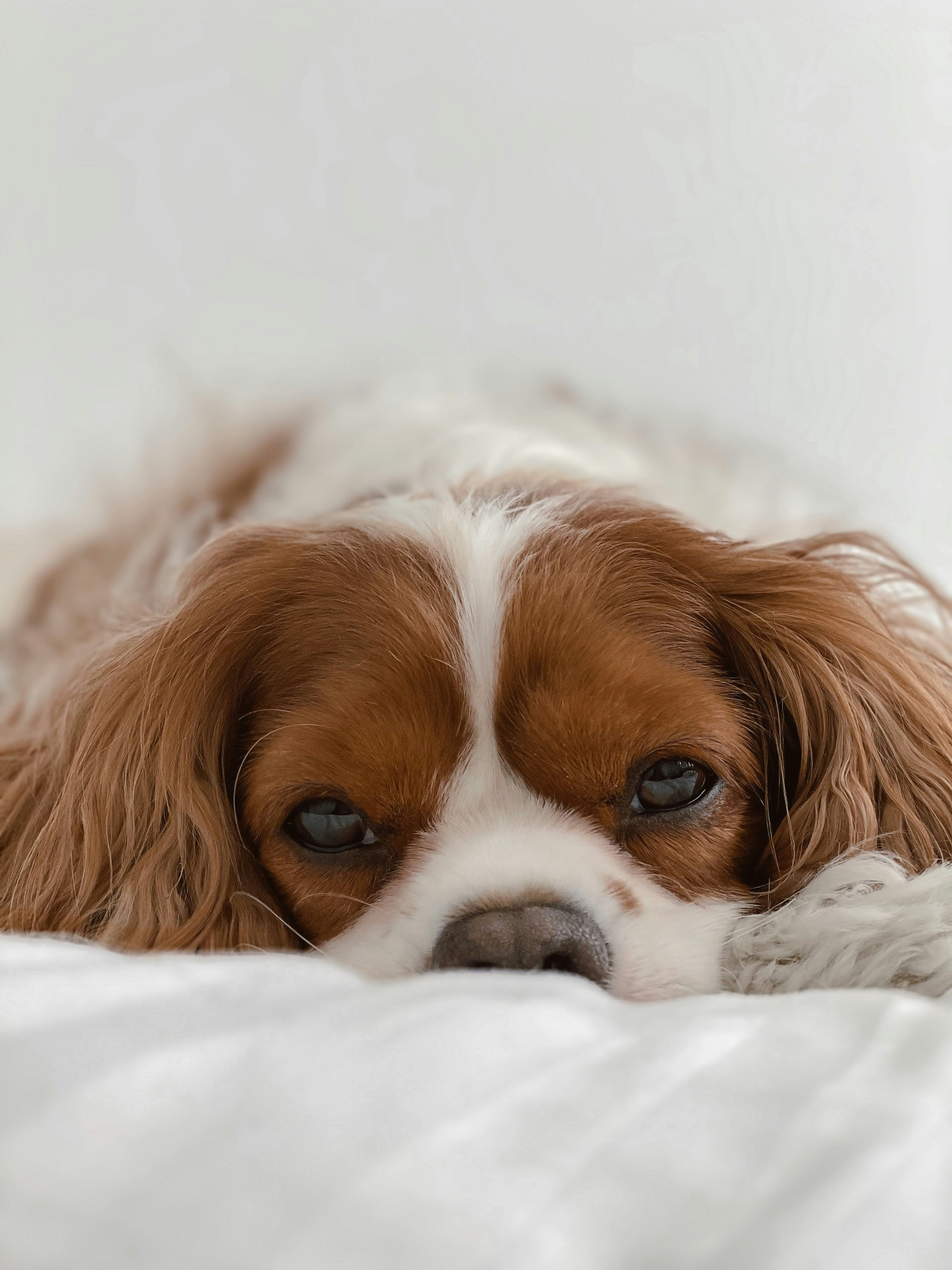 King Charles Spaniel Teacup Eye