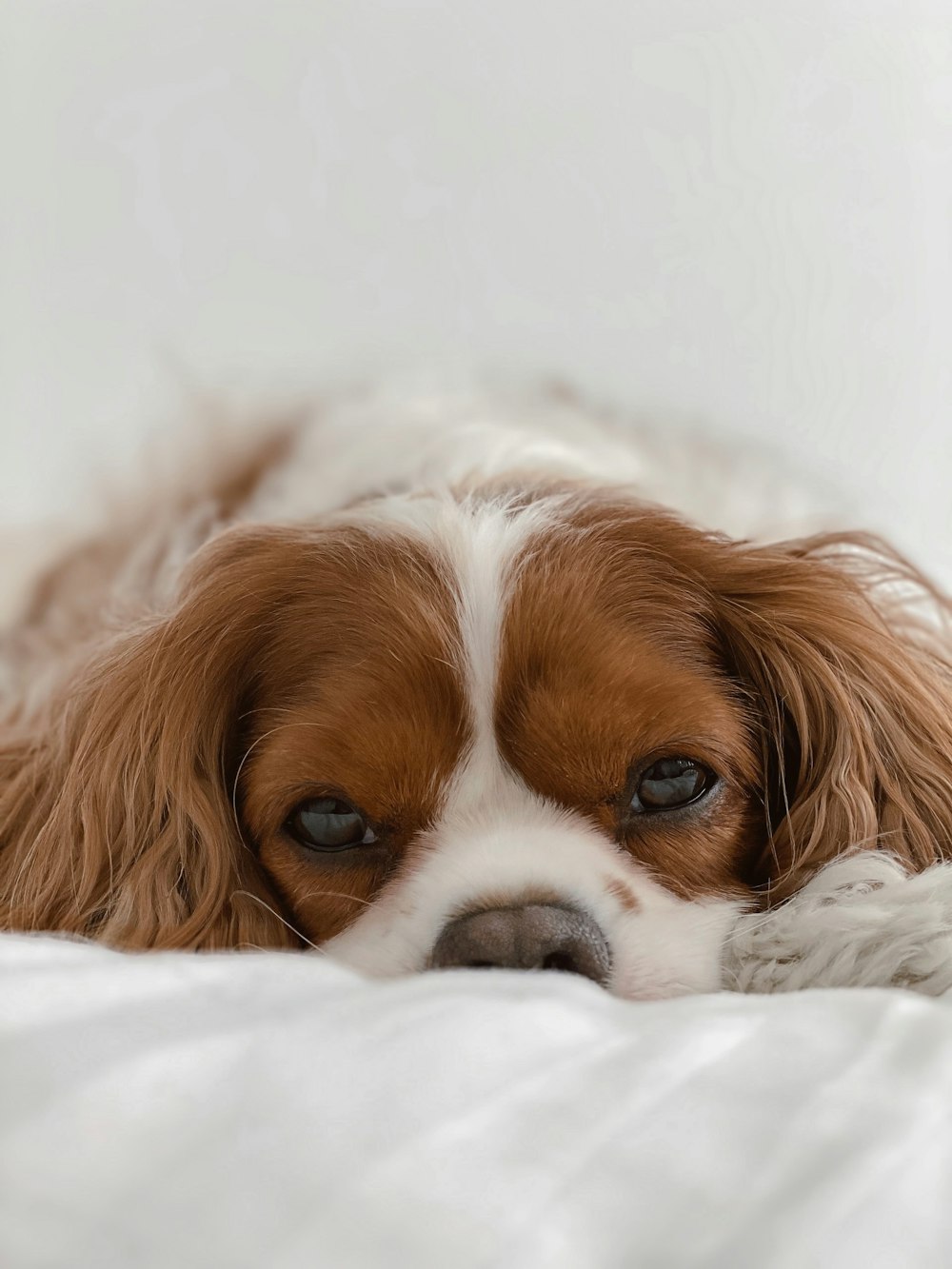 a dog lying on a blanket