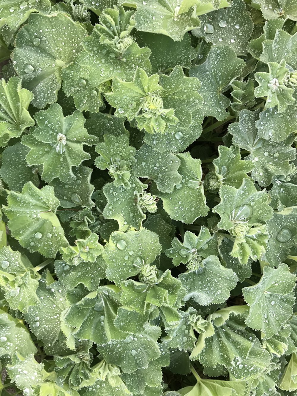 a large green plant