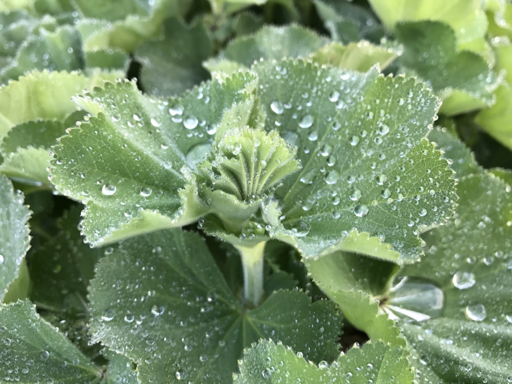 a broccoli plant with water droplets on it