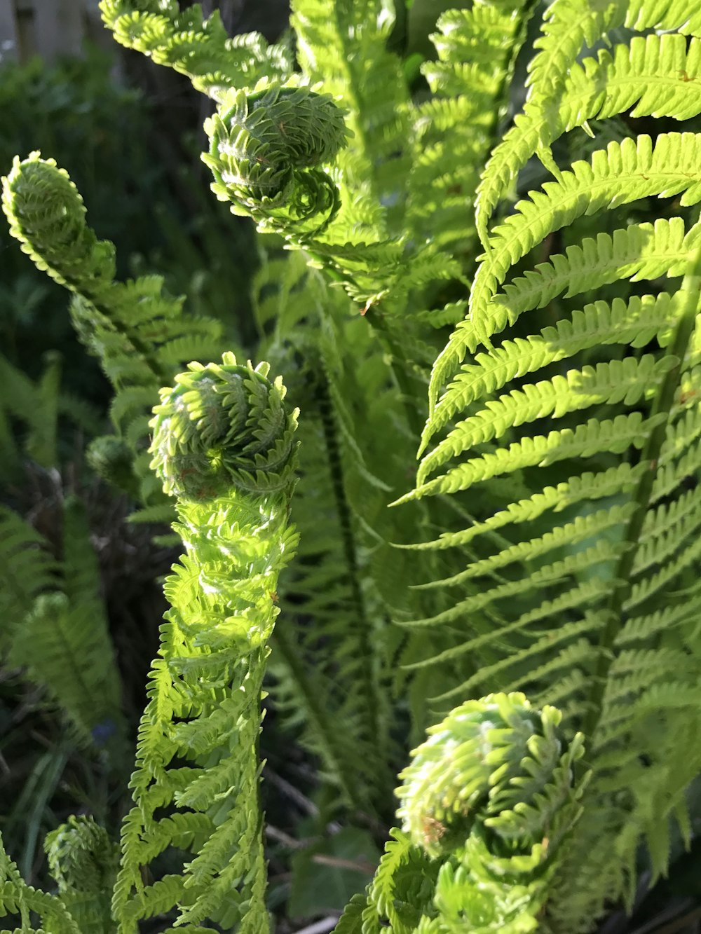 un gruppo di cactus