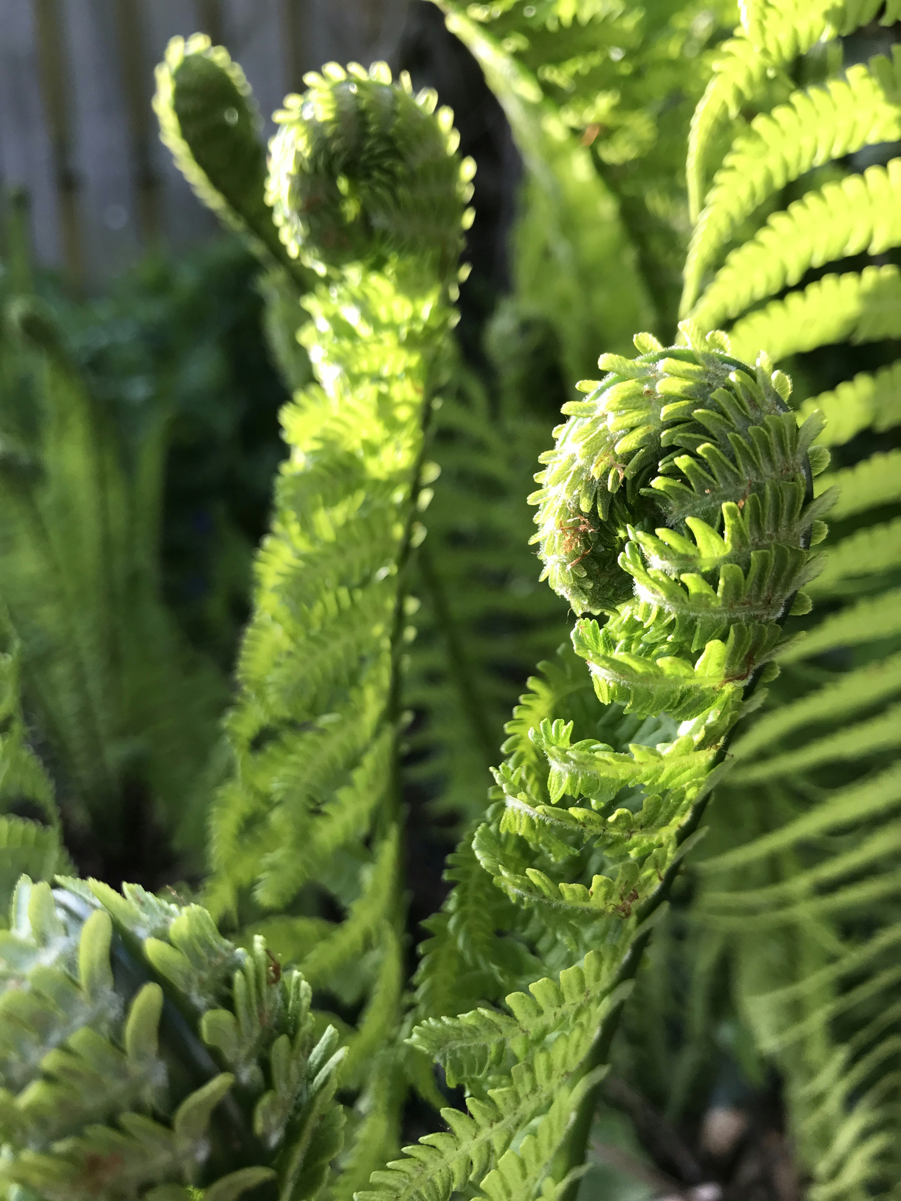 a close-up of some leaves
