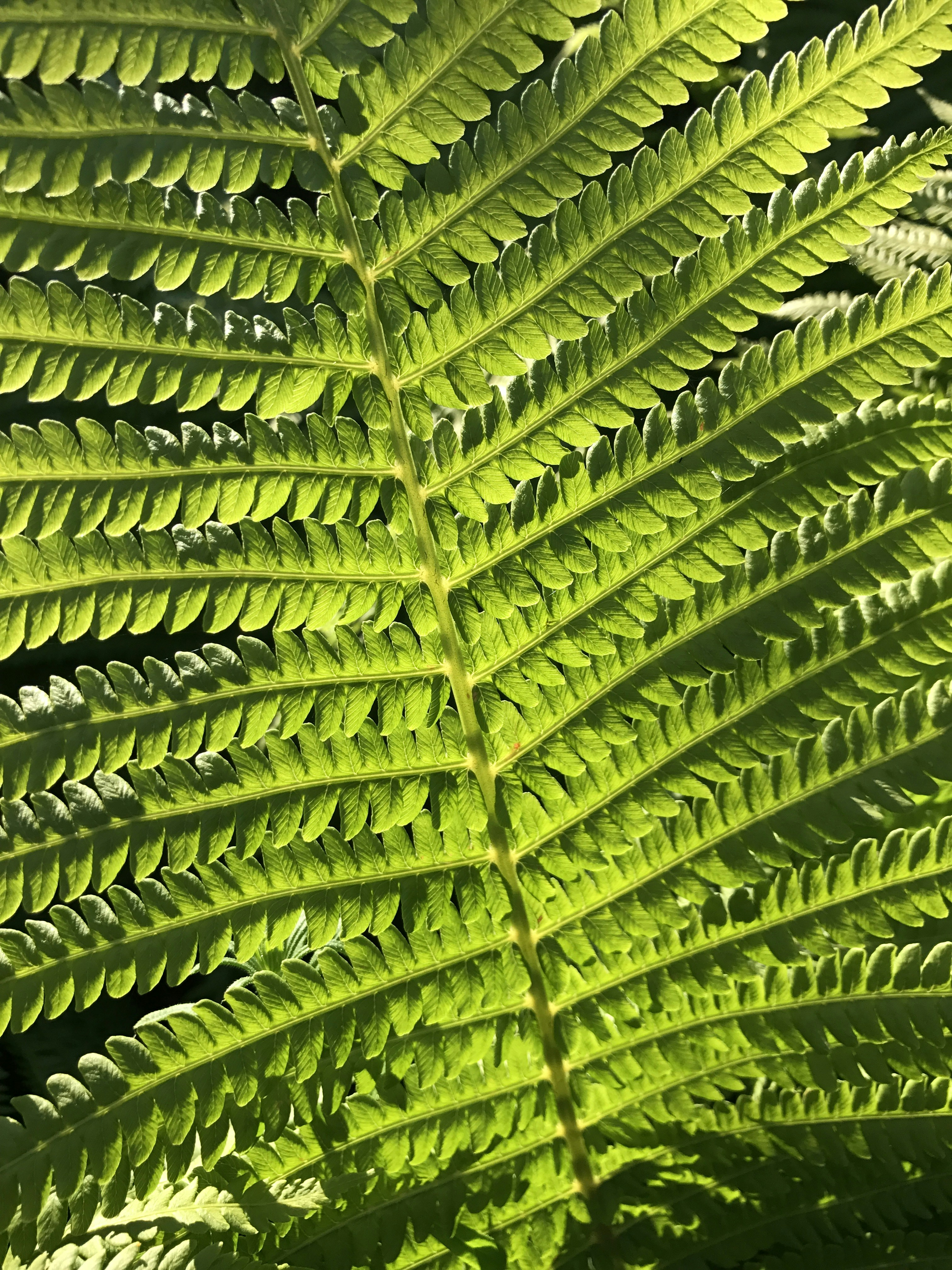 a close up of some leaves