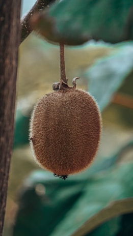 a fruit from a tree