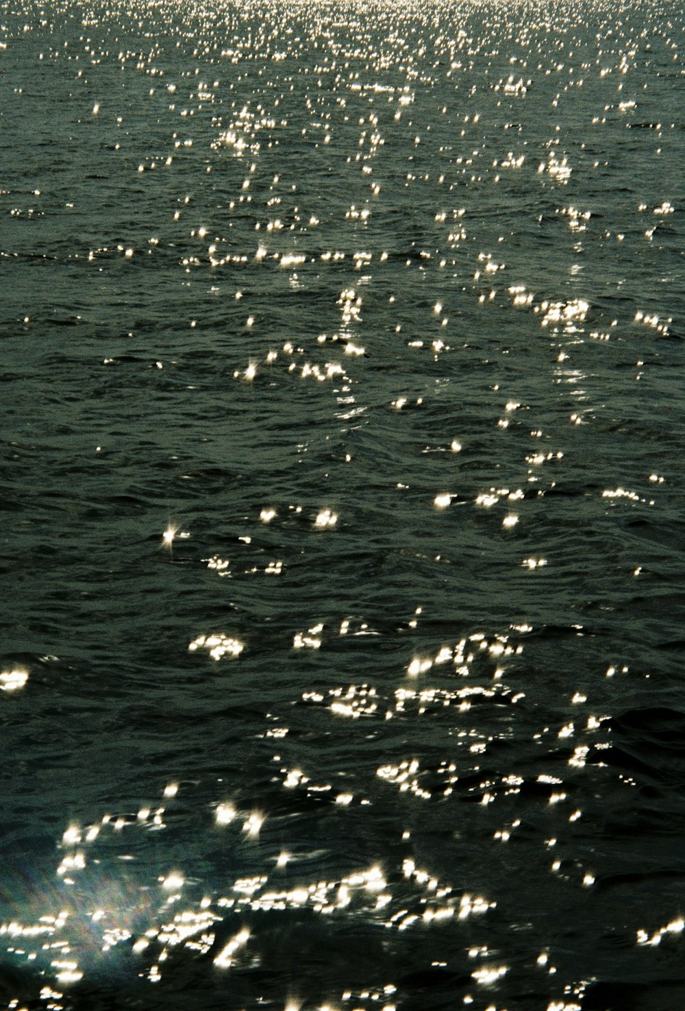 a body of water with many small white objects in it