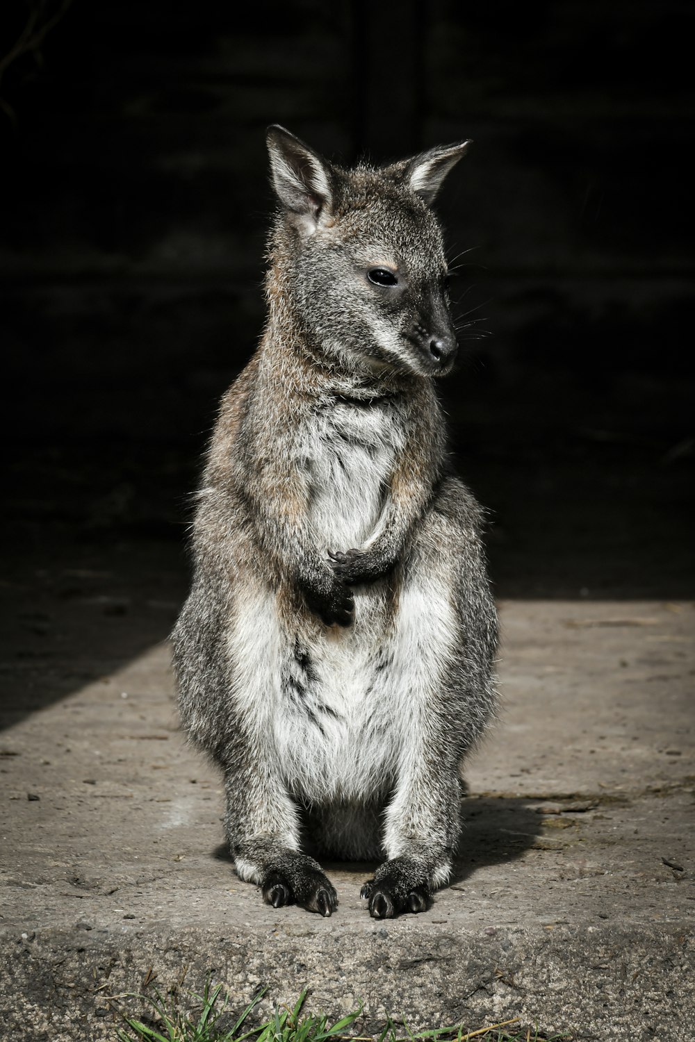 Un kangourou assis par terre